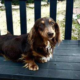 Nina - Dachshund