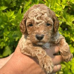 Liberty - Silver-beige  female Poodle puppy in Herriman, Utah from Shaggy Mountain Pups LLC