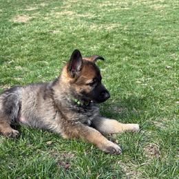 German Shepherd puppies from Stonewick German Shepherds