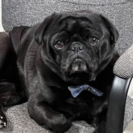 Jacob - Pug (Non-standard)
