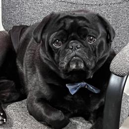 Jacob - Pug (Non-standard)
