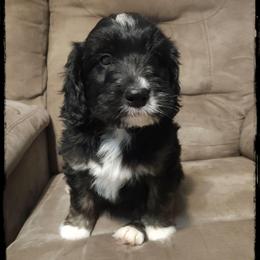 Soufflé - Black and white male Sheepadoodle puppy in Farley, Iowa from Iowa's Doodle Co.