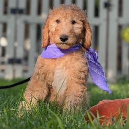 Goldendoodle and Poodle Puppies from Funny Farm Poodles & Doodles