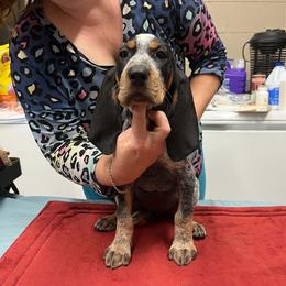 Dark pink - Blue ticked and tan female Bluetick Coonhound puppy in Cherryville, North Carolina from Evenstar-WesRidge Bluetick Hounds