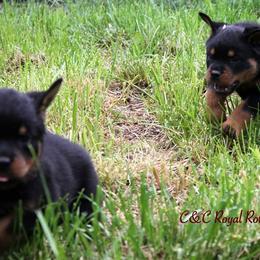 Rottweiler Puppies from C&C Royal Rottweilers