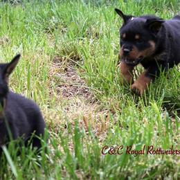Rottweiler Puppies from C&C Royal Rottweilers