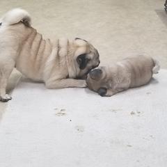 Pug Puppies from KNGZ Kennel