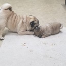 Pug Puppies from KNGZ Kennel