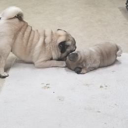 Pug Puppies from KNGZ Kennel