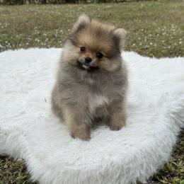 Thor - Orange sable male Pomeranian puppy in Naples, Florida from Puppies Forever 💙❤️🐶