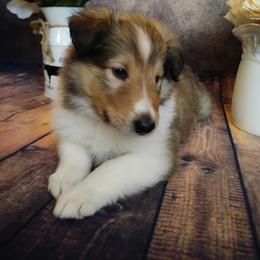 Collie Puppies from Circle H Farm