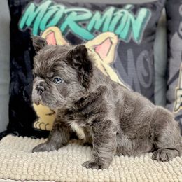 Bernedoodle, French Bulldog, Goldendoodle, and Poodle Puppies from Stardust Doodles