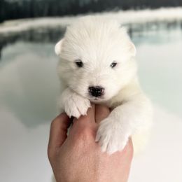 Blizzard - White male Samoyed puppy in Tremonton, Utah from Sugar Sweet Samoyeds