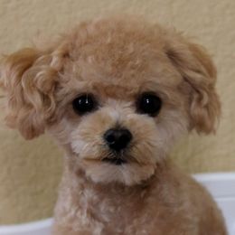 Brownie - Poodle