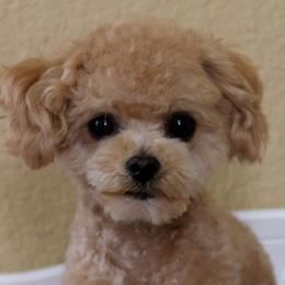 Brownie - Poodle