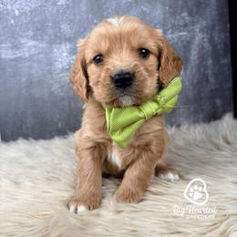 Boy 3 - male Companion Cross puppy in Utah County, Utah from Big Hearted Breeders