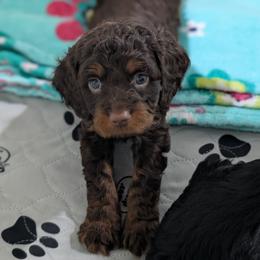 Nutmeg - Chocolate male Cavapoo puppy in Coshocton, Ohio from Forever Family Puppies