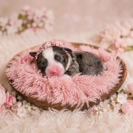 Eclair - Blue female Companion Cross puppy in Decatur, Illinois from Petite Pups