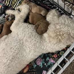 Goldendoodle Puppies from Puppy Paws