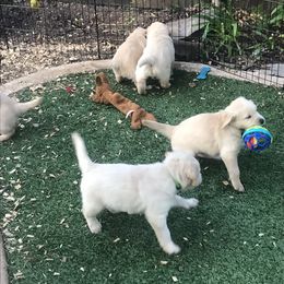 Golden Retriever Puppies from Bennett Goldens