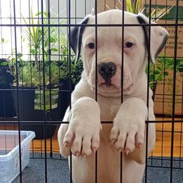Pup 3 Black - White and brindle male American Bulldog puppy in Christiansburg, Virginia from Iron Will American Bulldogs