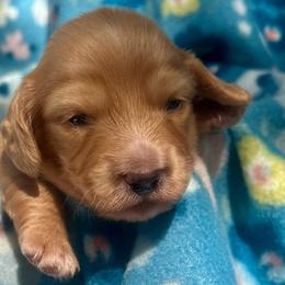 Grover - Cream male Dachshund puppy in Tahlequah, Oklahoma from Love Some Dogs Dachshunds & Cavalier King Charles Spaniels,Cavapoos