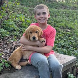 Green Collar Boy - Dark golden male Golden Retriever puppy in Silver Lake, Indiana from Seven Hills Goldens
