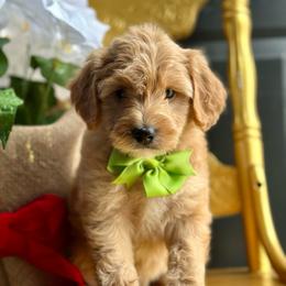 Bodhi - Red  male Goldendoodle puppy in Adolphus, Kentucky from Deerly Poodles