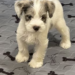 Miniature Schnauzer Puppies from Miniature Schnauzer Paradise llc