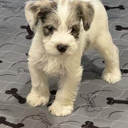 Miniature Schnauzer Puppies from Miniature Schnauzer Paradise llc