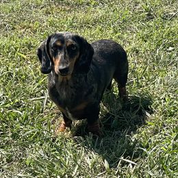 Apollo - Black and tan male Dachshund puppy in Lincoln, Arkansas from Red Dirt Dachshunds