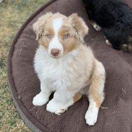 Australian Shepherd Puppies from RMW Ranch Australian Shepherds