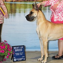 Great Danes from Great Alaskan Danes