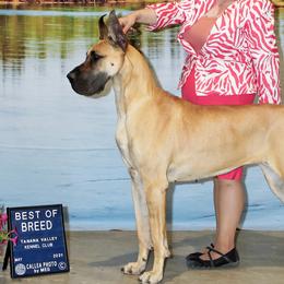 Great Danes from Great Alaskan Danes