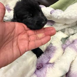 Yellow - Black male German Shepherd puppy in Descanso, California from KVA Shepherds