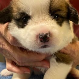 Pembroke Welsh Corgi Puppies from Silver Mae Kennel