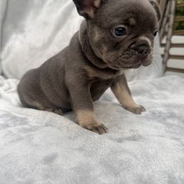 French Bulldog Puppies from Kehaulani Crittle