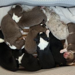 Australian Shepherd puppies from AD's Australian Shepherds