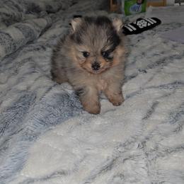 Samuel - Blue merle male Pomeranian puppy in Angleton, Texas from Pomeranian Palace, LLC