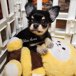 Ringo - Black and tan male Chihuahua puppy in Ponca City, Oklahoma from Bliss Acres Farm
