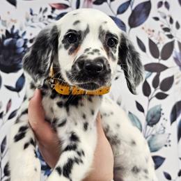 Lava Lamp - White and black female Dalmatian puppy in Gray, Georgia from Fuller Spots