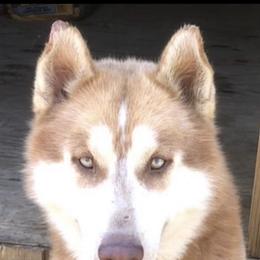River - Siberian Husky