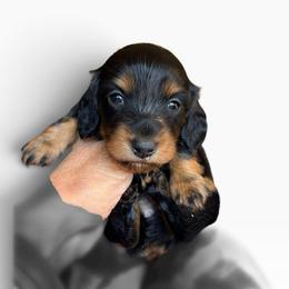 Black and Tan Female - Black and tan female Dachshund puppy in Medina, Ohio from STORIED DOXIES