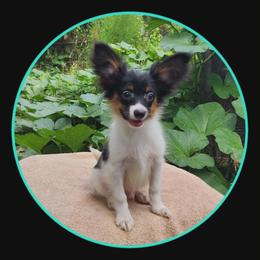 Nash AVAILABLE - Papillon