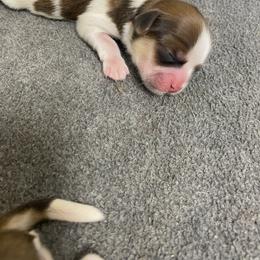 Buck - Sable and white male Shih Tzu puppy in Reddell, Louisiana from TINYSHIHTZUFURU