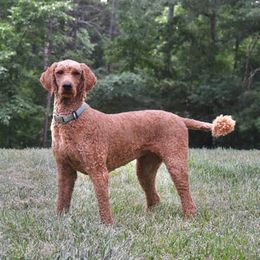 Maya - Poodle