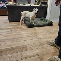 Sako - Fawn female Cane Corso puppy in Fritch, Texas from Carrie Brown's Cane Corsos