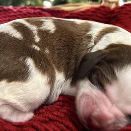 English Springer Spaniels from Wildwood