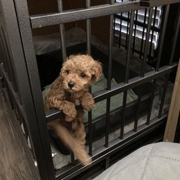 Poodle Puppies from Toy Poodle Kingdom
