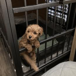 Poodle Puppies from Toy Poodle Kingdom